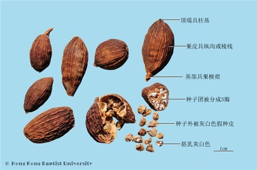 【草果】被冤枉成罌粟果的神秘調料