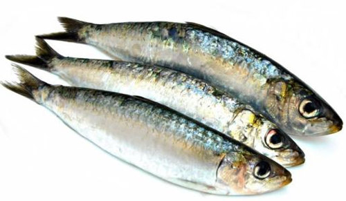 【沙丁魚】