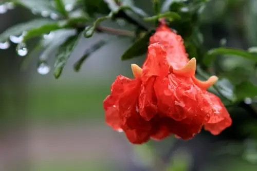一桌鮮花即成宴！帶你領略云南鮮花宴的魅力！