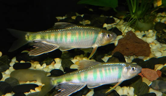 【馬口魚】珍貴淡水魚類——馬口魚