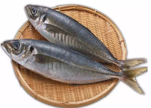 【鲅魚】山有鷓鴣獐，海里馬鮫鯧