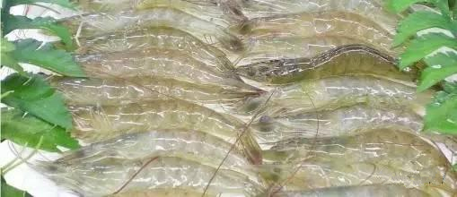 帶魚、黃魚、三文魚等海鮮的分辨挑選小技巧？
