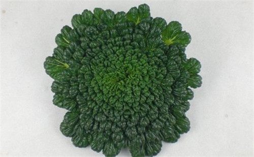 這種時令野菜賽羊肉，好吃又健康！