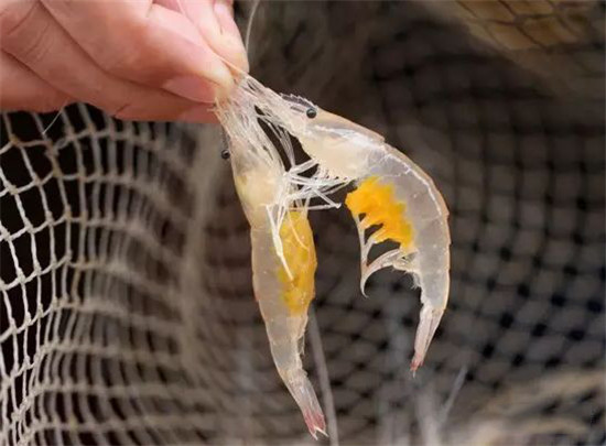春天河鮮最肥時！這種食材堪稱“蝦王”！