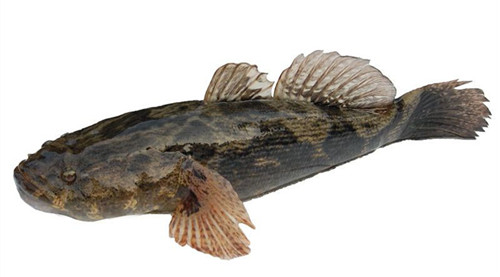 16種春季時(shí)令魚，你做過(guò)多少種？