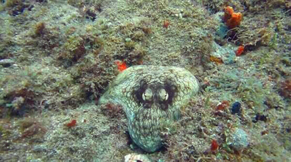 【章魚】廚師們，其實你們并不了解章魚.jpg