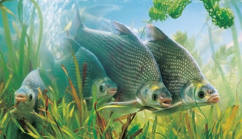 【武昌魚】讓文人叨念的魚——武昌魚的做法及營養(yǎng)功效