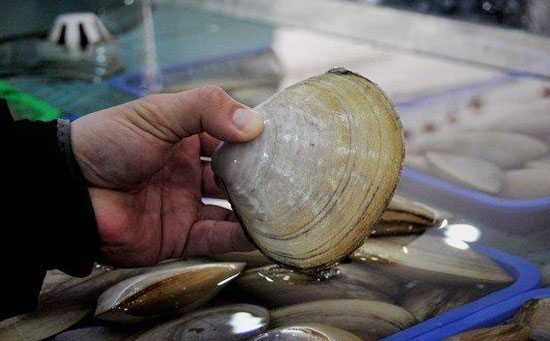 海蚌的做法
