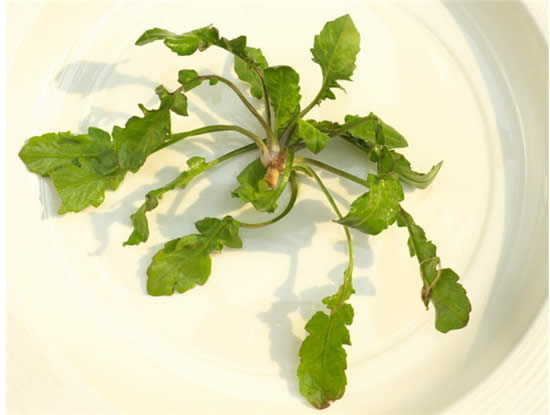 【春季食材】 草長鶯飛，吃春正當時