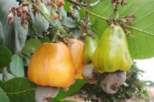 粵菜常用的美洲食材，原來(lái)它還隨身攜帶“毒物”！