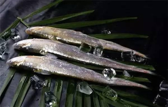 【刀魚】春季最早的時(shí)令鮮魚，也是當(dāng)今國內(nèi)的天價(jià)魚