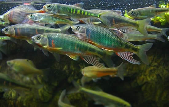 【馬口魚】珍貴淡水魚類——馬口魚