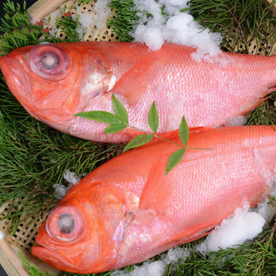 【金目鯛】鮮美的深海紅色吉祥魚——金目鯛