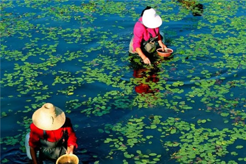 【莼菜】這種食材被譽(yù)為“水中碧螺春”！