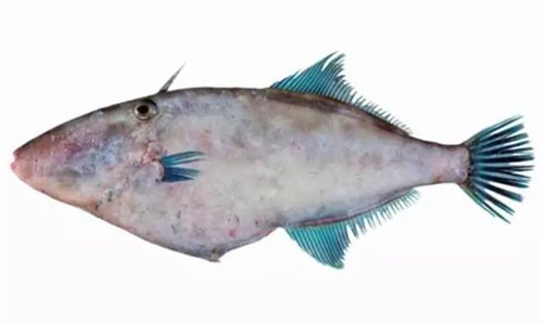 【耗兒魚】這種魚無名無頭，卻是川渝一帶最喜歡用食材