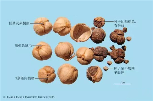 【草果】被冤枉成罌粟果的神秘調料