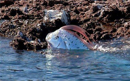 最長達11米！這種“巨型帶魚”到底是什么？真相是……