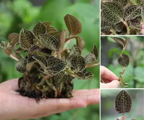 【金線蓮】“吃草”吃得多了，“神草”你吃過沒？