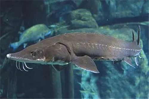 【鱘魚龍筋】鱘龍魚這根“龍骨”，很少人知道其中的價值