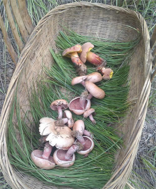 這種菌清新脫俗，大眾最愛，悄然流行中！