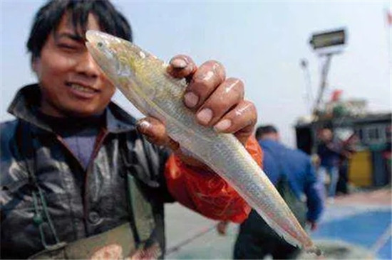 12種中國最珍貴的頂級食用魚