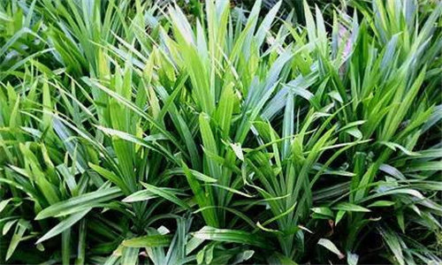 12種東南亞常見香料，你都用過嗎？