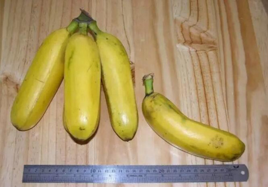 【香蕉】原來香蕉以前是有籽的！？.jpg