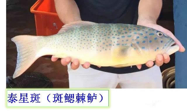 【石斑魚】可能是史上最權威的石斑魚介紹，如何區分珍珠龍膽、龍