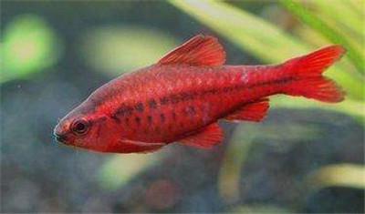 紅玫瑰很常見，可紅玫瑰魚你有見過嗎？