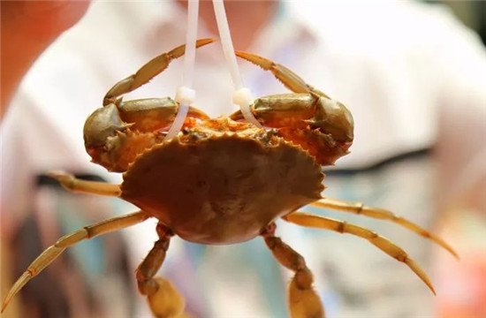 大閘蟹最好吃？這種蟹的滋味更勝一籌！