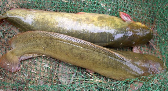 【塘鲺】這種魚原來是有名的滋補品——塘鲺魚