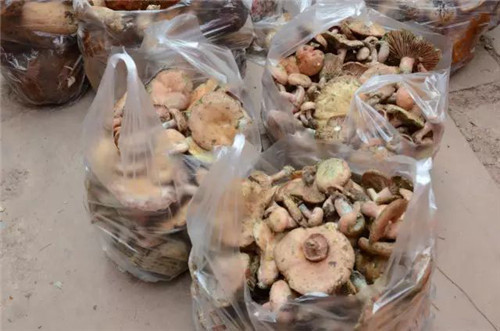 這種菌清新脫俗，大眾最愛，悄然流行中！