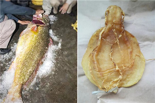 【魚膠】水中燕窩，遠比黃金珍貴！
