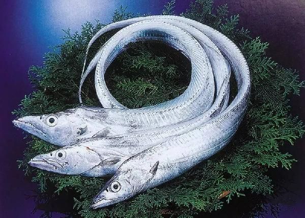 帶魚、黃魚、三文魚等海鮮的分辨挑選小技巧？