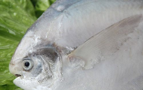 【斗倉魚】江湖地位極高的粵式野生食材