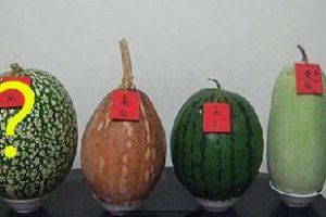 東、南、西瓜大家都熟悉，可你有聽說過北瓜嗎？