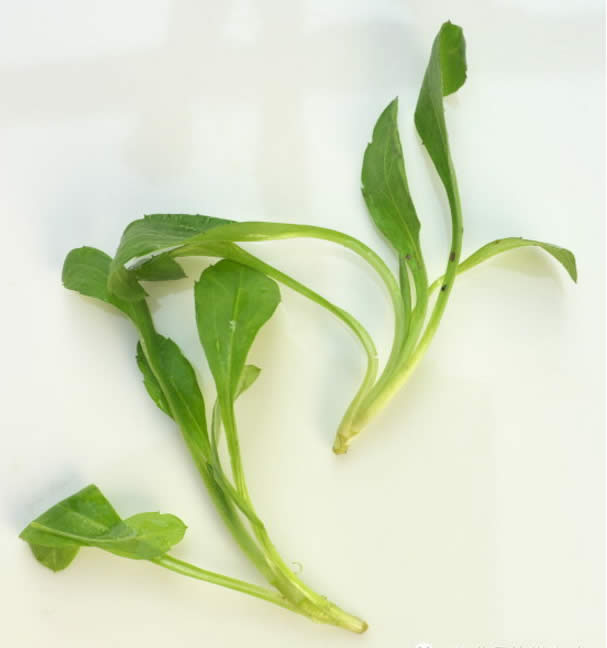 【春季食材】 草長鶯飛，吃春正當時