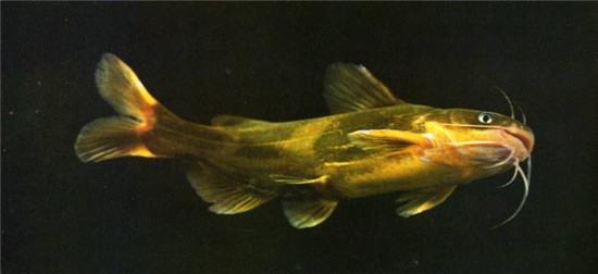 老百姓最愛的春鮮第一魚，應季河鮮首選它！