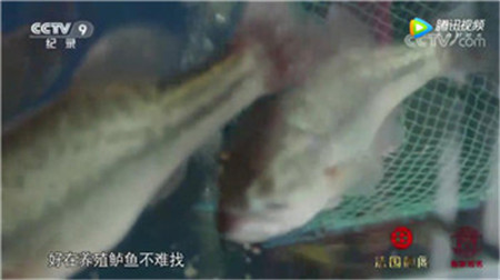 《舌尖3》弄錯的鱸魚，原來長這樣！
