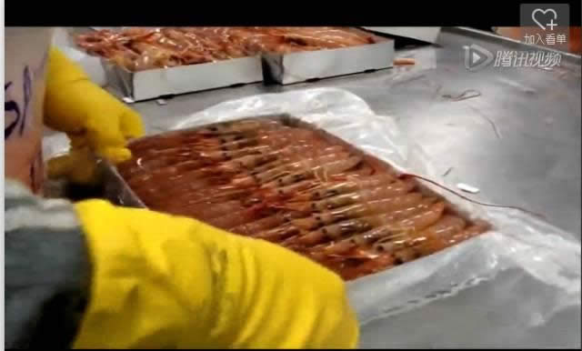 【阿根廷紅蝦】阿根廷紅蝦從海洋到餐桌的全過程解密