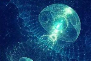 水母就是海蜇？原來我們都錯了…