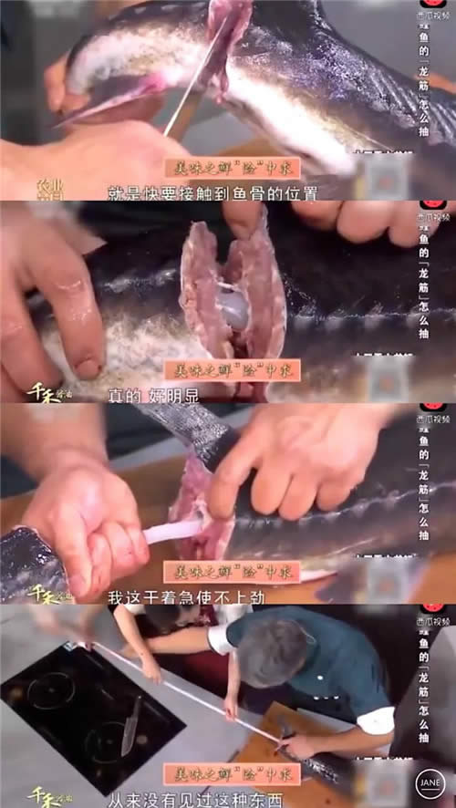 【鱘魚龍筋】鱘龍魚這根“龍骨”，很少人知道其中的價值