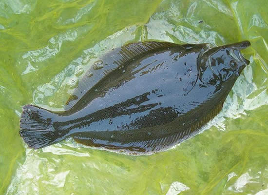 鴉片魚.jpg