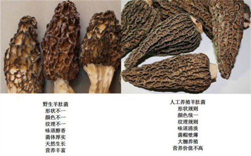 菜品如何提升檔次？試試把它加進去！