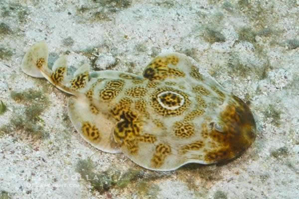 【水產】 鰩、鲼、魟分別是什么魚？跟老板魚又有什么關系？