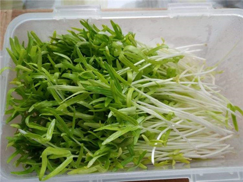 春季時令蔬菜大全，請趕緊嘗鮮！
