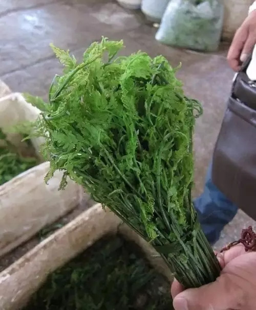【滇菜】獨(dú)龍秘制水蕨菜