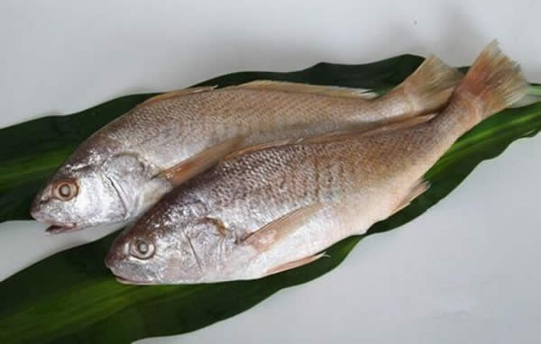 【黃姑魚】會發(fā)出聲音的魚——黃姑魚