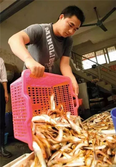 肉質(zhì)鮮美的刀魚親戚，粵廚卻更喜歡它的…