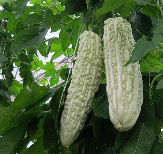 形似白玉的苦瓜，竟然還有這種功效！